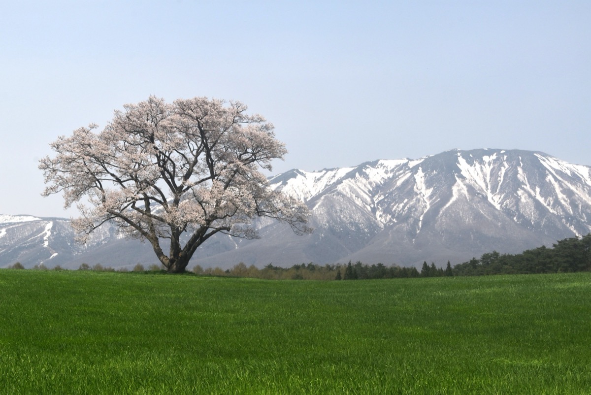 桜と岩手山 (春)