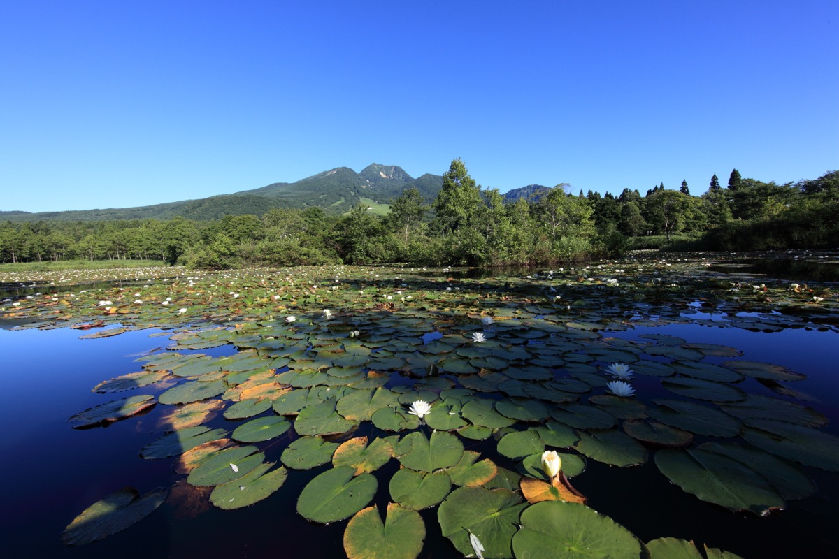 いもり池からの妙高山